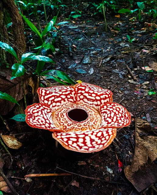 Tambunan: Rafflesia Flower Trekking with Rustic Lunch - Seeing the flower in bloom