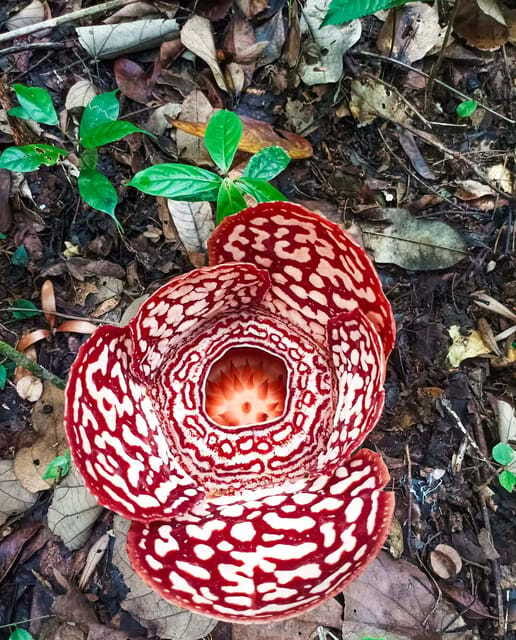 Tambunan: Rafflesia Flower Trekking with Rustic Lunch - The riverside lunch near Penampang