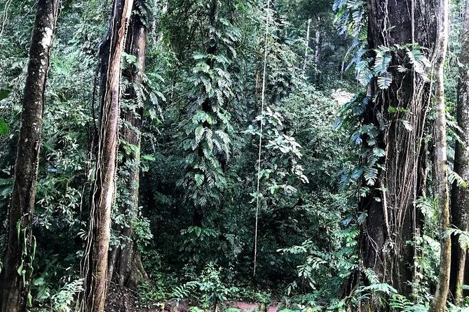 The Ultimate Hiker’s Choice - 5 days forest trek with homestay and camping - Day one: From Luang Namtha to a streamside camp