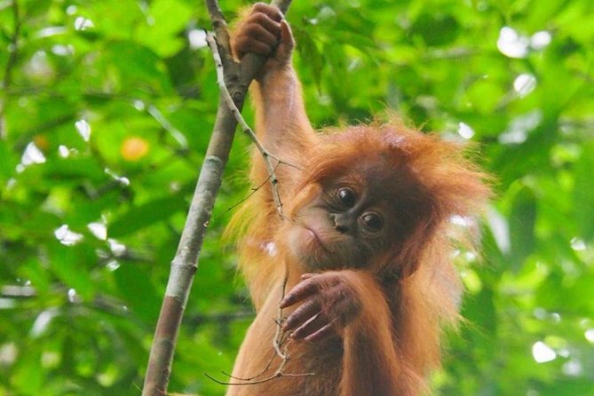 TOUR PACKAGE (jungle trekking, taxi, Room) 4 DAYS 3 NIGHTS in BUKIT LAWANG - What the $302.02 price really covers
