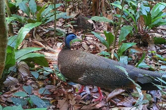 TOUR PACKAGE (jungle trekking, taxi, Room) 4 DAYS 3 NIGHTS in BUKIT LAWANG - Wildlife sightings and the question of crowding