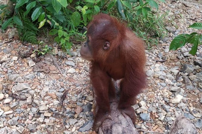 TOUR PACKAGE (jungle trekking, taxi, Room) 4 DAYS 3 NIGHTS in BUKIT LAWANG - Food, equipment, and comfort in the forest