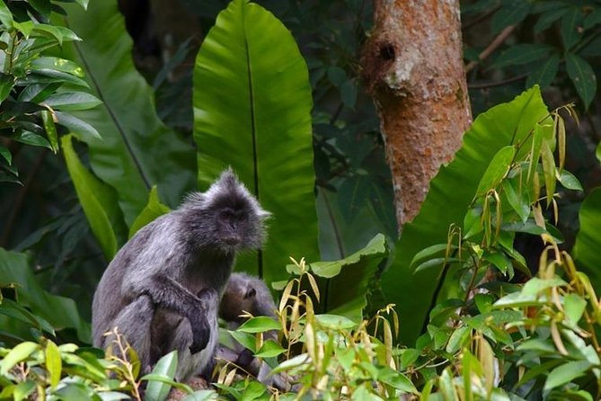 TOUR PACKAGE (jungle trekking, taxi, Room) 4 DAYS 3 NIGHTS in BUKIT LAWANG - Day 1: The road from Medan to Bukit Lawang