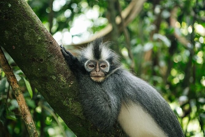 TOUR PACKAGE (Taxi, Room, Jungle Trekking) 3 Days in BUKIT LAWANG - Food, drinks, and what the price covers