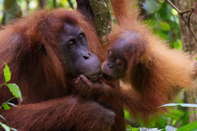 TOUR PACKAGE (Taxi, Room, Jungle Trekking) 3 Days in BUKIT LAWANG - Who will enjoy this experience most