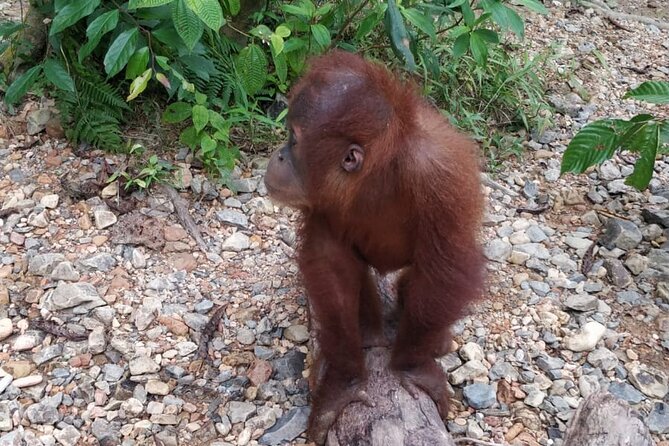 TOUR PACKAGE (Taxi, Room, Jungle Trekking) 3 Days in BUKIT LAWANG - Should you book the Bukit Lawang jungle package?