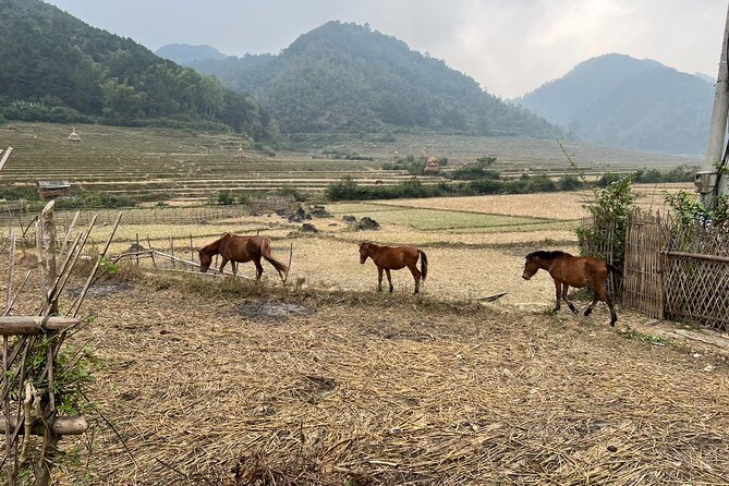 Trekking Ban Gioc Waterfall to Hidden Village on Unique Route - A long afternoon on foot