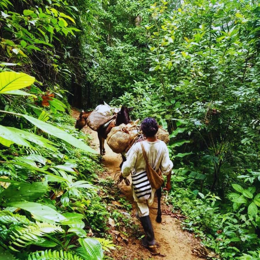 Trekking History and Indigenous Heritage in Minca + Cacao & Coffee + Waterfall - Walking the Tayrona heritage trails