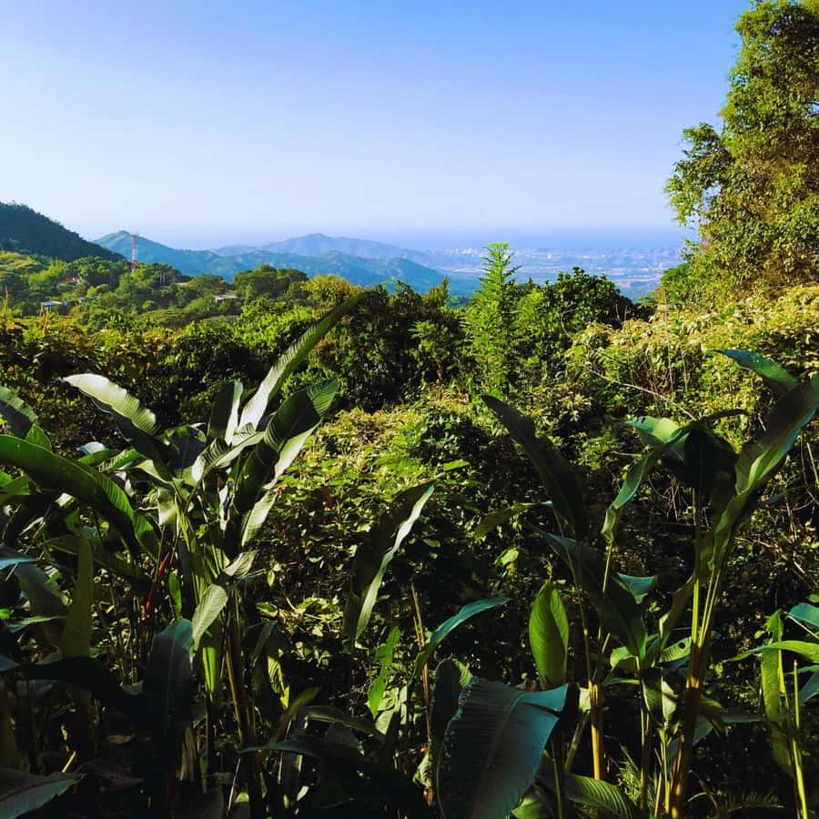 Trekking History and Indigenous Heritage in Minca + Cacao & Coffee + Waterfall - Meeting guides who make the history approachable