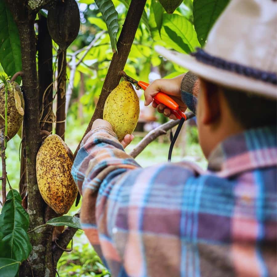 Trekking History and Indigenous Heritage in Minca + Cacao & Coffee + Waterfall - What the $41 price includes