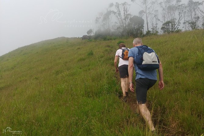 Trekking in Munnar - The return through tea country