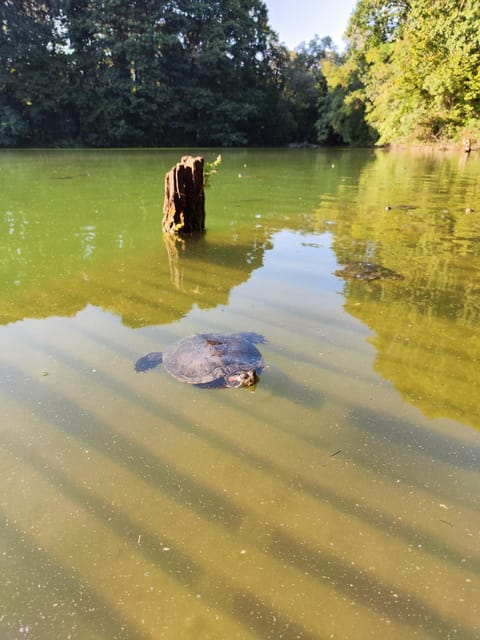 Trekking in the Wood with picnic on the turtles lake - Walking through woods, fields, and secret corners
