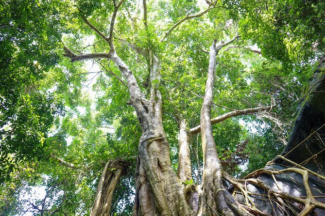 Trekking Tien Son Dinh Phu Quoc - Suoi Tranh and the choice after the climb