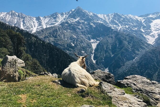 Triund Trek with Manu Adventures India - Four hours through oak, rhododendron, and deodar forest