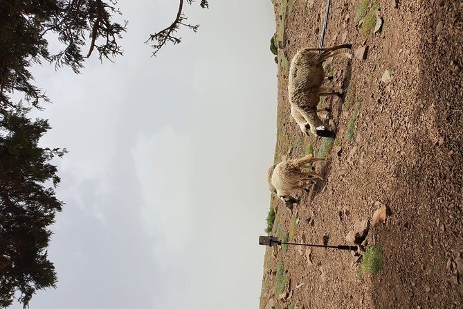 two days valley trek in the Atlas mountains - Food, mule support, and the people who make the trek work