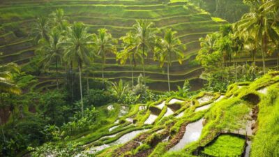 Rice Terrace, Holy Water Temple & Waterfalls Trek Tour
