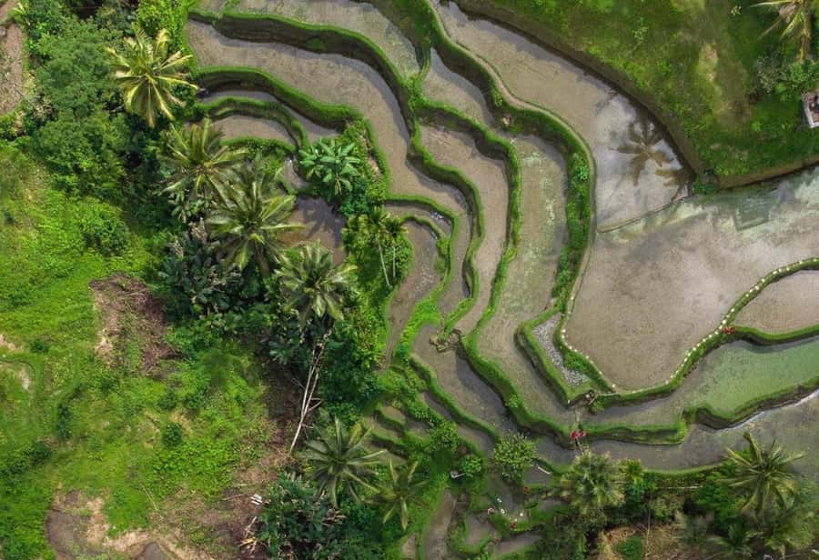 Ubud: Rice Terrace, Holy Water Temple & Waterfalls Trek Tour - The guide can make or break the day