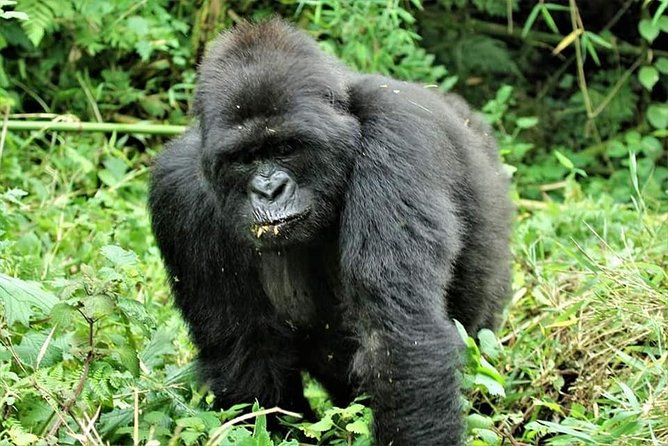 Uganda 4 days Gorilla Trekking - Key Points To Know Before Booking