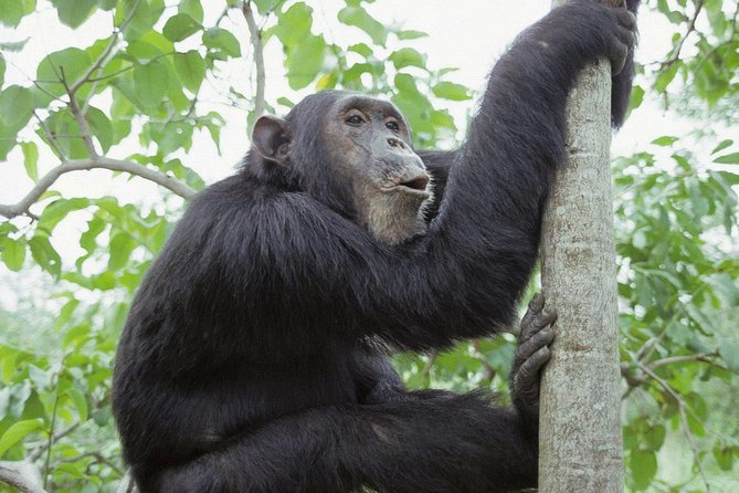 Uganda 4 days Gorilla Trekking - The 6:00 am Start From Kampala