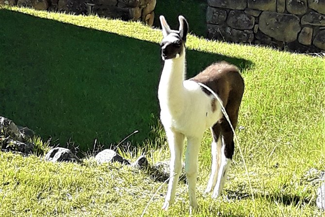 Ultimate Lares Trek & Inca Trail 5 days - Day five: Early buses and time inside Machu Picchu