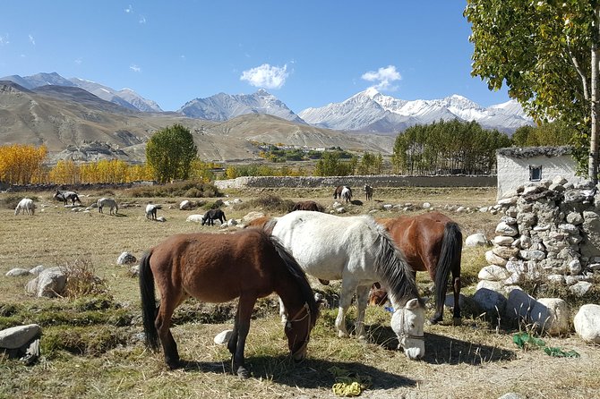 Upper Mustang Tiji Festival Trek 2024 - 18 Days - Days 1 to 3: Kathmandu and Pokhara