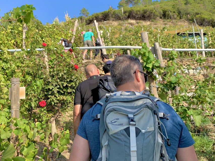 Vernazza: Panoramic Vineyard Trekking Tour w/ Wine Tasting - Key things to know before booking