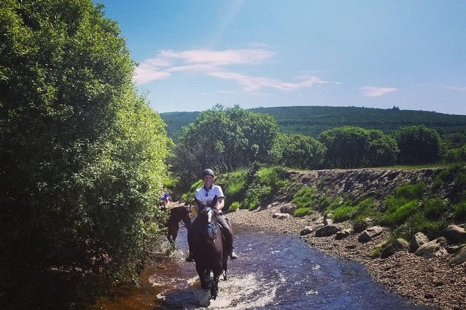 Wicklow Mountains Horse Trekking - The horses are part of the attraction