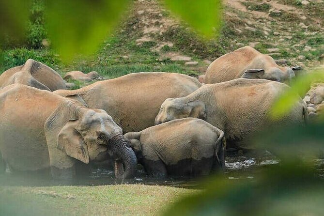 Wild Elephant Anakulam & Waterfalls Tour(munnar valley Trekking) - Key points at a glance