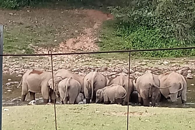 Wild Elephant Anakulam & Waterfalls Tour(munnar valley Trekking) - Letchmi Estate and Munnar’s tea country