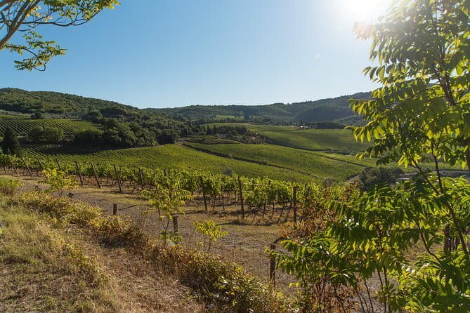 Wine Hiking Sip & Trek - The Montespertoli walk: hills, vineyards, and open views