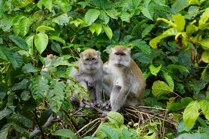 Wonderful 2Days 1Night Bukit Lawang Jungle Trekking Free Rafting - Going farther into the forest on day two