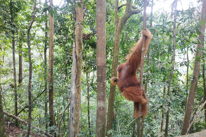 Wonderful 7 Days North Sumatra Tour (Include: 2 Days 1 Night Jungle Trekking) - Why this route works for a first North Sumatra visit