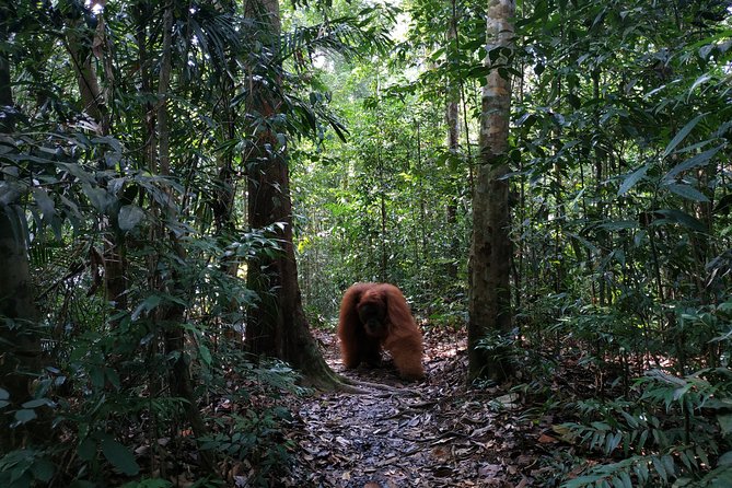 Wonderful 7 Days North Sumatra Tour (Include: 2 Days 1 Night Jungle Trekking) - Day 4: Mount Sibayak, hot springs, and the fruit market