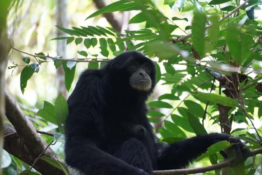 Wonderfull Orangutan Sumatera Jungle Trekking and tour - Key details that shape the experience