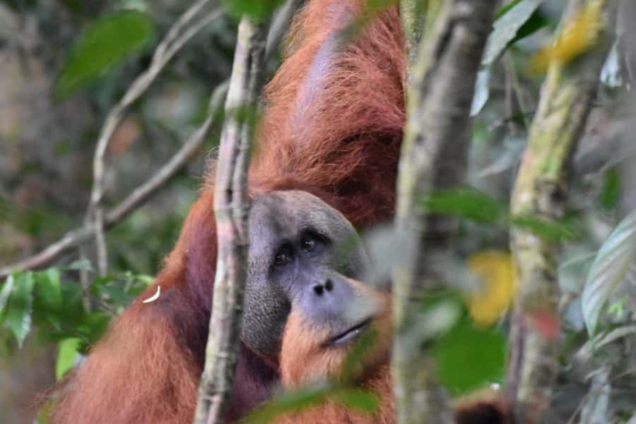 Wonderfull Orangutan Sumatera Jungle Trekking and tour - Who will enjoy this trek most?