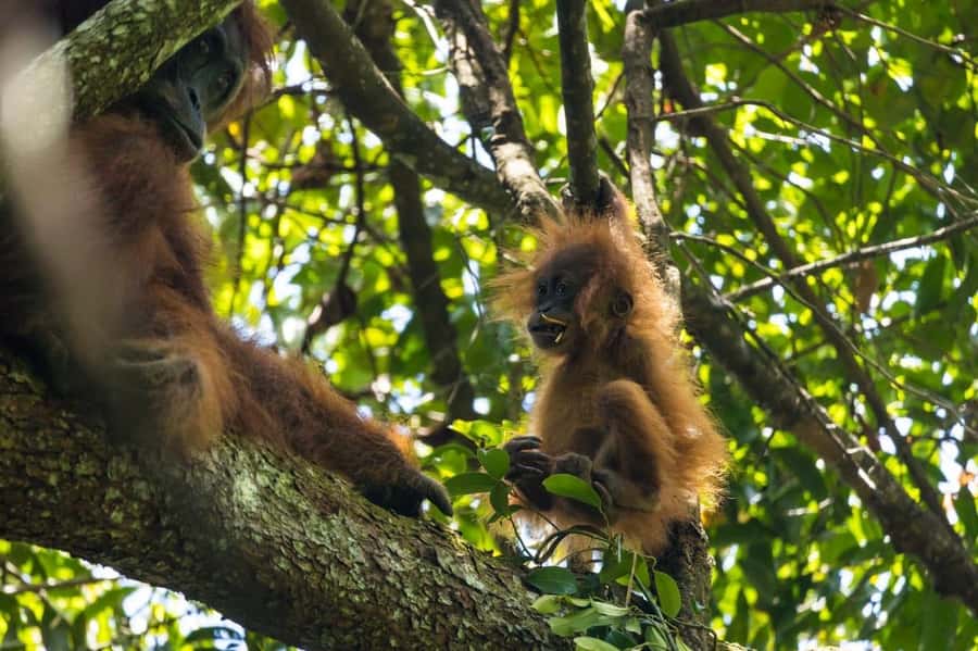Wonderfull Orangutan Sumatera Jungle Trekking and tour - What the walking feels like over two or three days