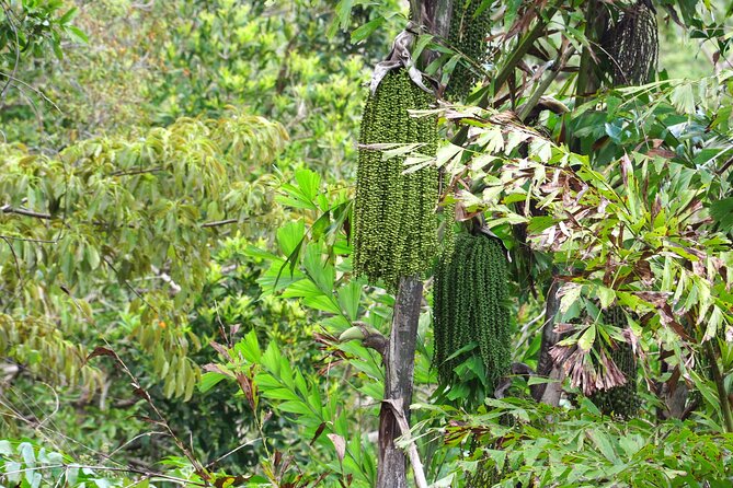 Wonders of Nui Chua National Park - Day Trek in Vinh Hy Bay - Who should book this trek?