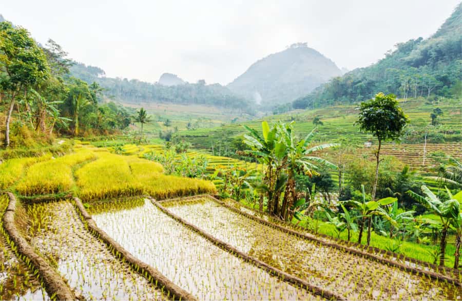 Yogyakarta: Selogriyo Temple Tour & Java Rice Terrace Trek - What makes this outing worth your day