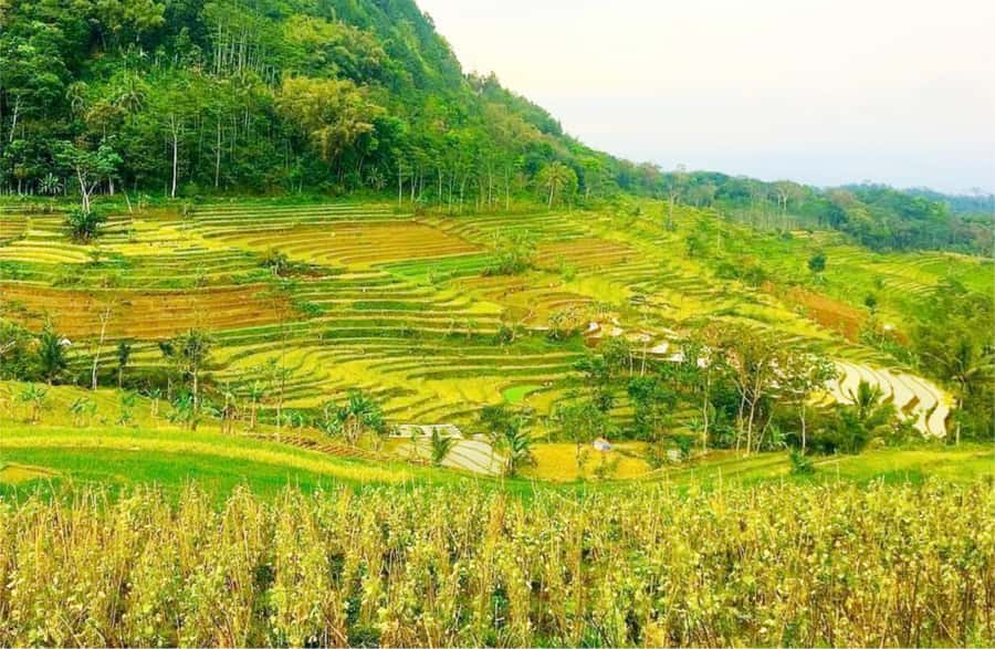 Yogyakarta: Selogriyo Temple Tour & Java Rice Terrace Trek - Leaving Yogyakarta for the rice terraces