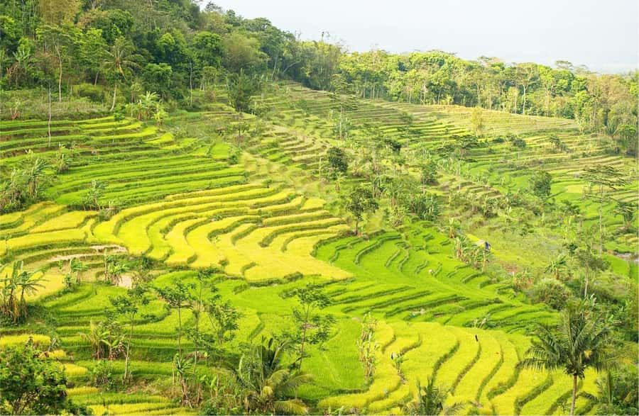 Yogyakarta: Selogriyo Temple Tour & Java Rice Terrace Trek - Selogriyo Temple, small in size and big in setting