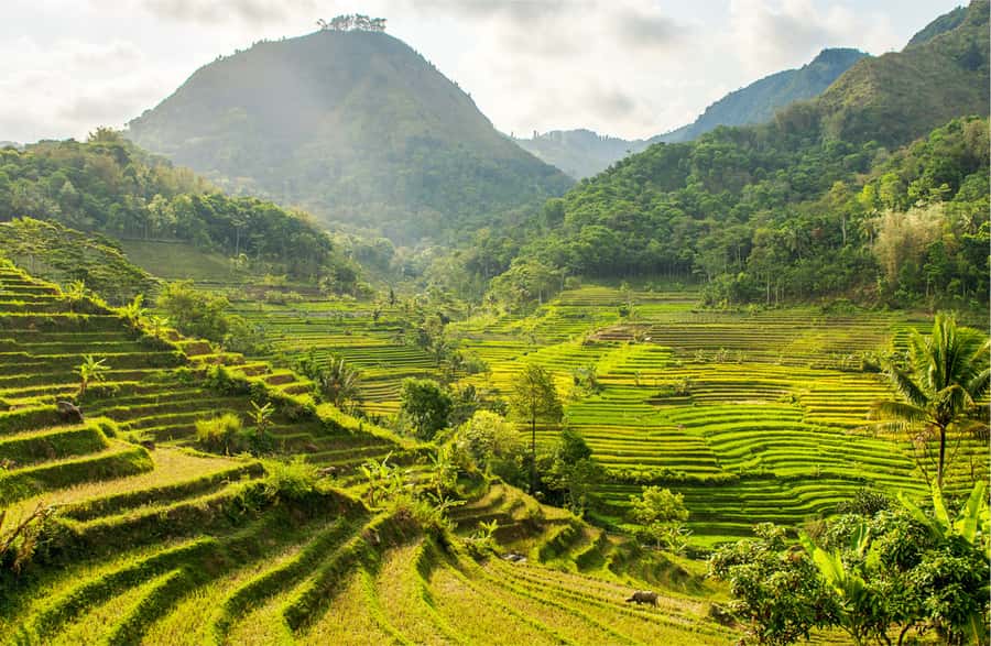 Yogyakarta: Selogriyo Temple Tour & Java Rice Terrace Trek - The walk through working farmland